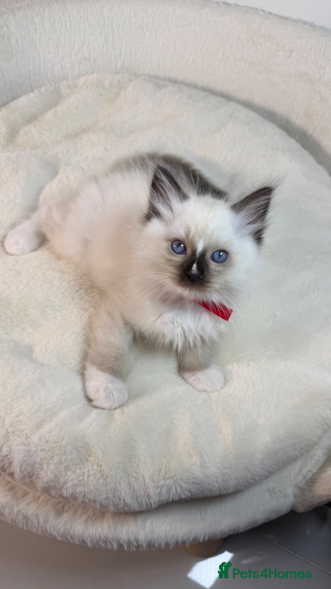 Ragdoll cats GCCF Ragdoll Sealpoint Mitted kitten - Advert 1