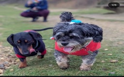 Dachshund dogs for stud: Standard black and tan dachshund for stud  - Image 2