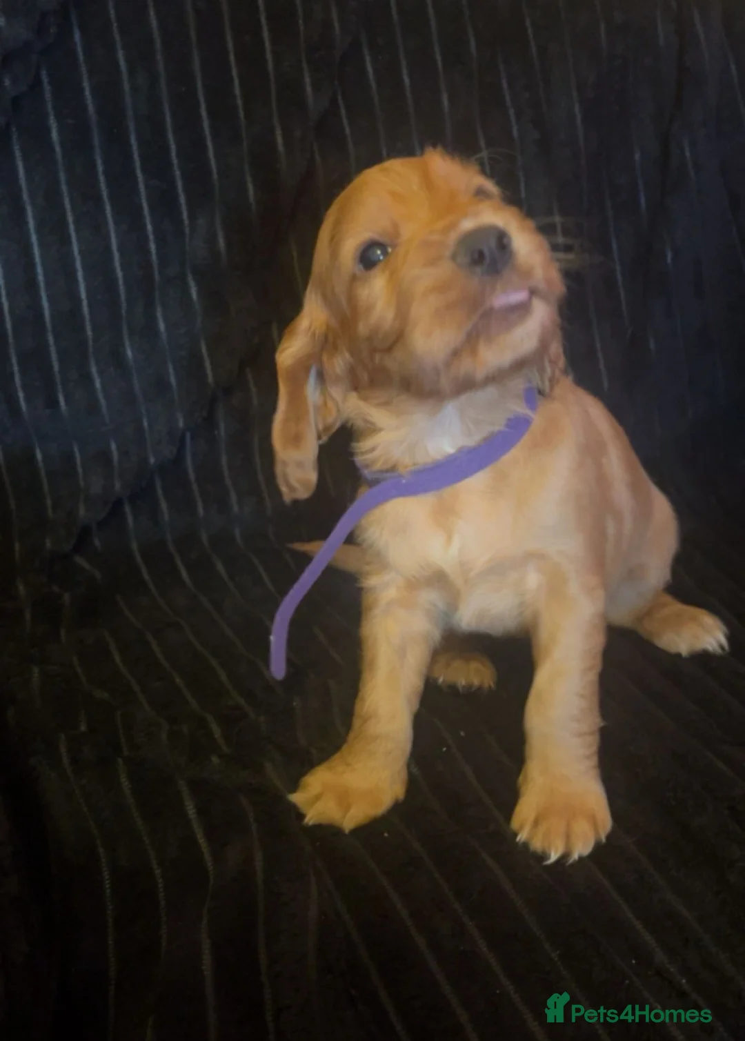 Cocker Spaniel dogs for sale: Working cocker spaniel puppies for sale - Advert 8