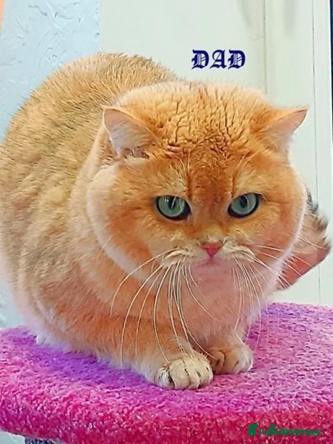 British Shorthair cats for stud: 🥇GCCF registered Gold tippedBritish shorthair🥇 in Slough - Advert 14