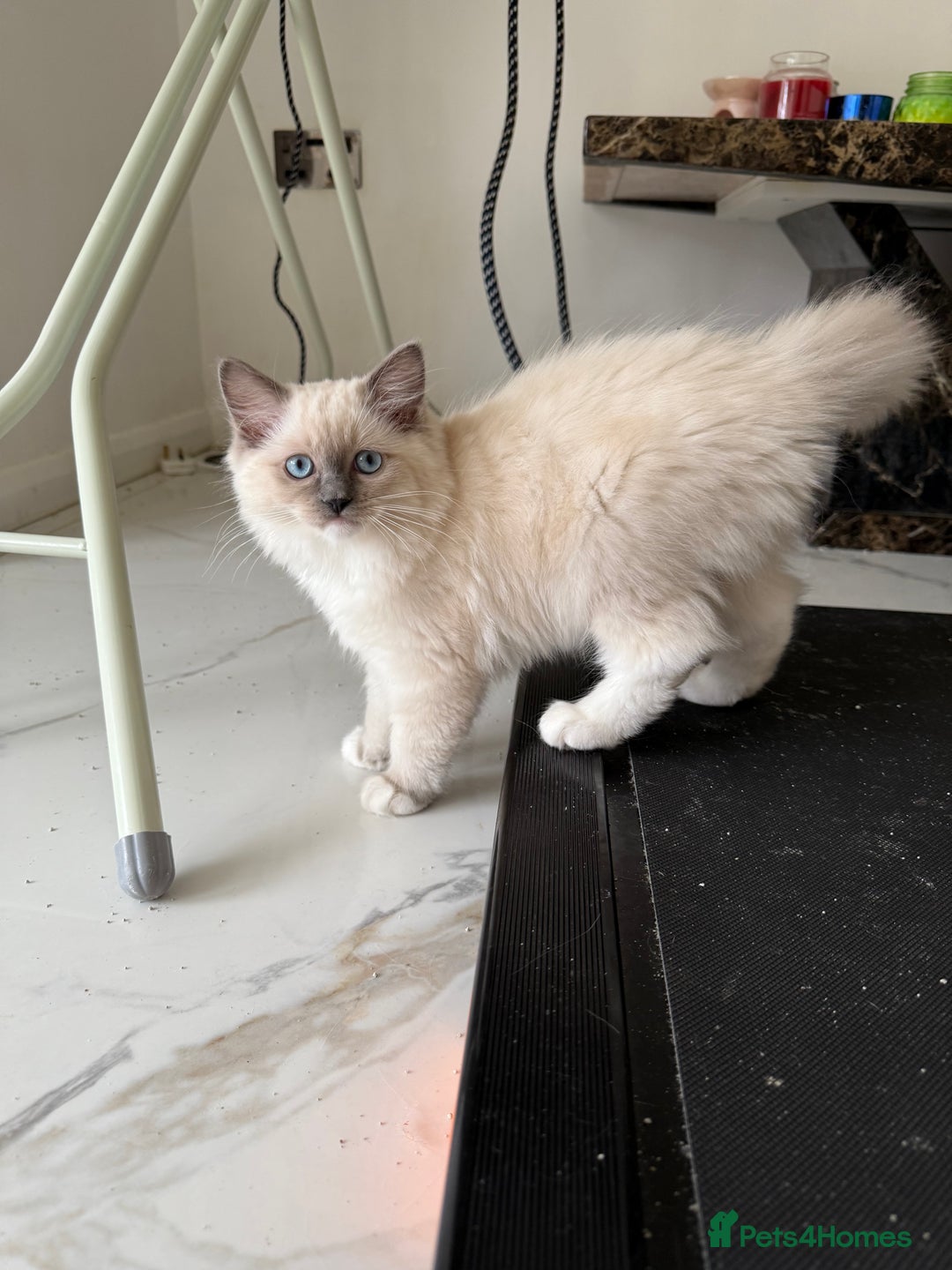 Ragdoll cats for sale: 5 generation ragdolls - Image 7
