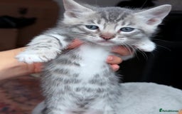 Bengal cats for sale: bengal kittens - Image 9