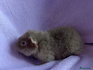 Guinea Pig rodents 2 teddy brothers - Advert 1