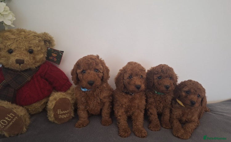 Cavapoo dogs - Advert 4