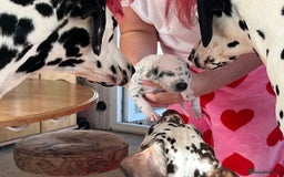 Dalmatian dogs for sale: Stunning Dalmatian puppies KC reg show winners - Image 18