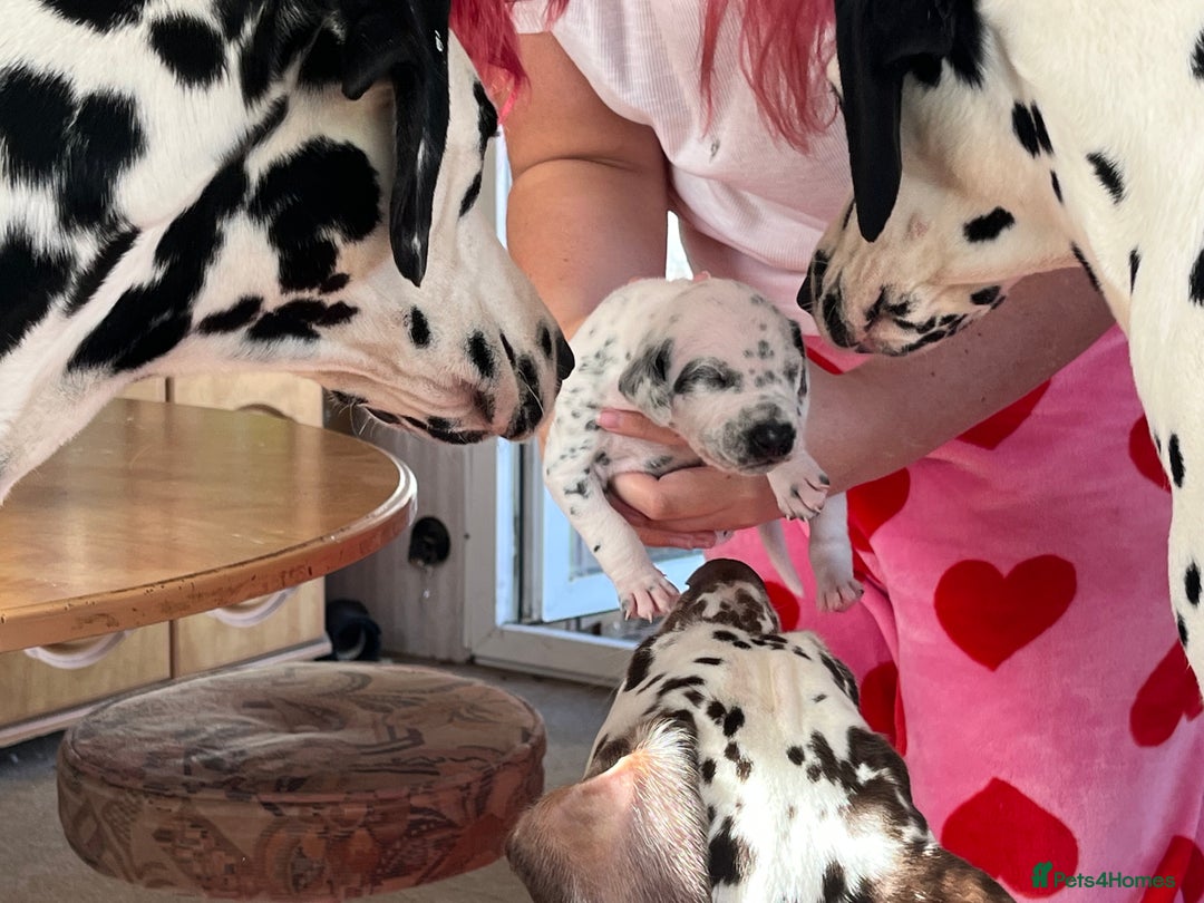 Dalmatian dogs for sale: Stunning Dalmatian puppies KC reg show winners - Image 18