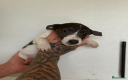 Jack Russell dogs for sale: Jack Russell  - Image 6