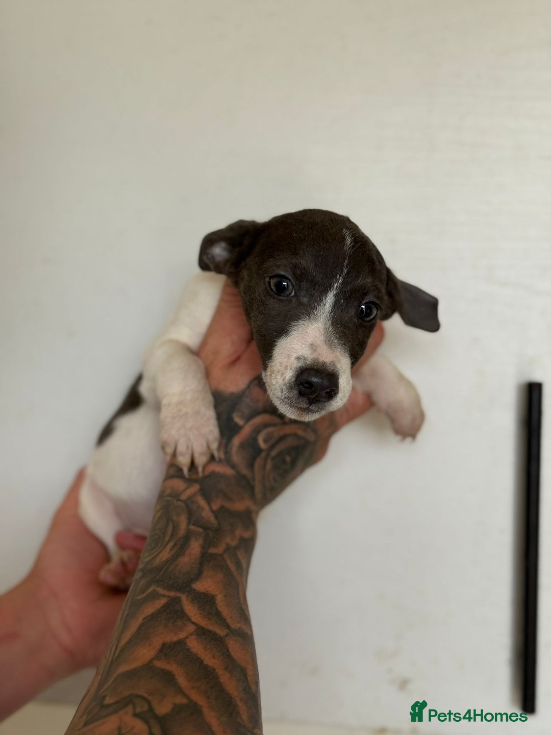 Jack Russell dogs for sale: Jack Russell  - Image 6