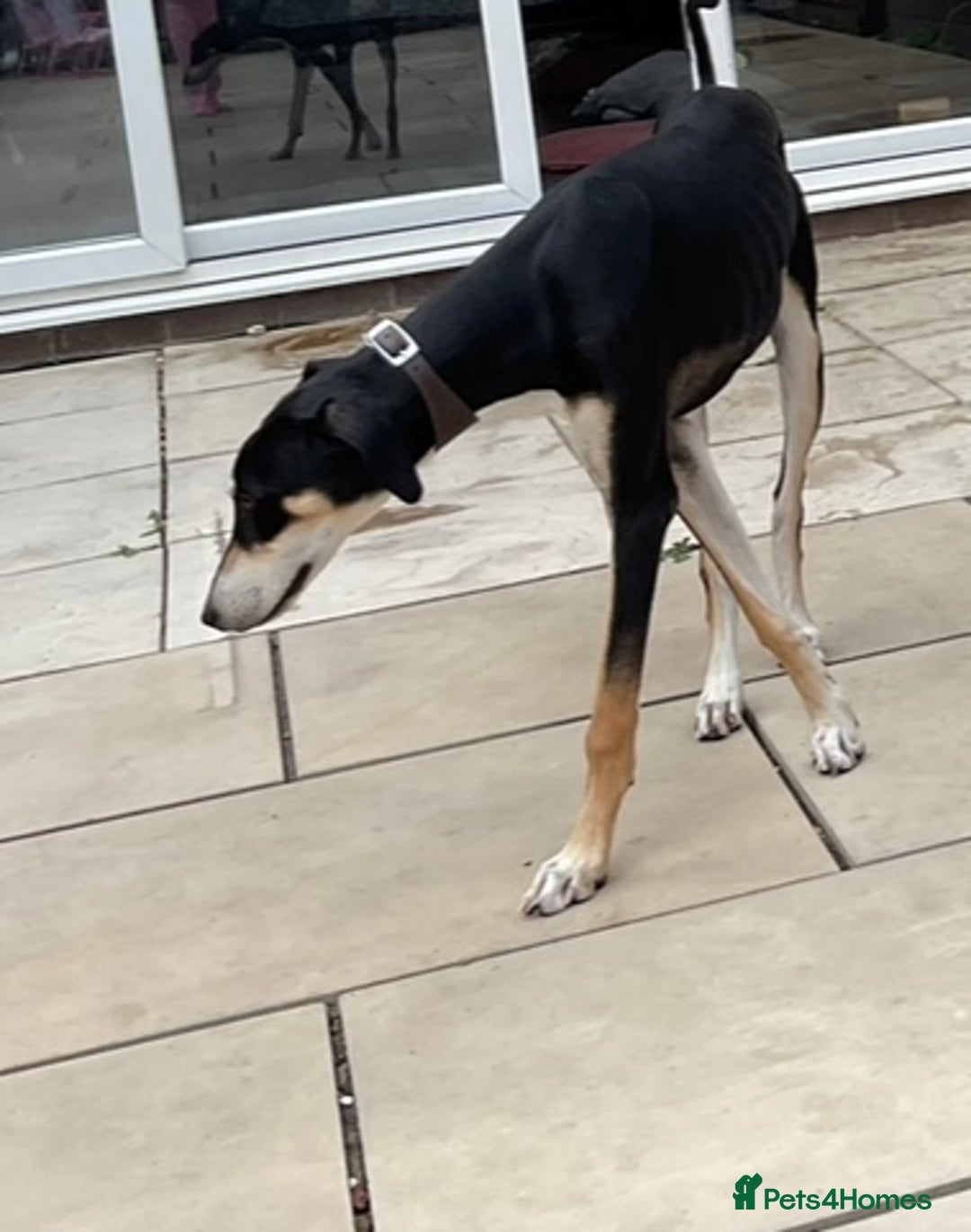 Mixed Breed dogs for sale: Male saluki cross  - Advert 2
