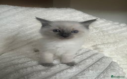 Ragdoll cats for sale: Ragdoll Bluepoint kittens - Image 10