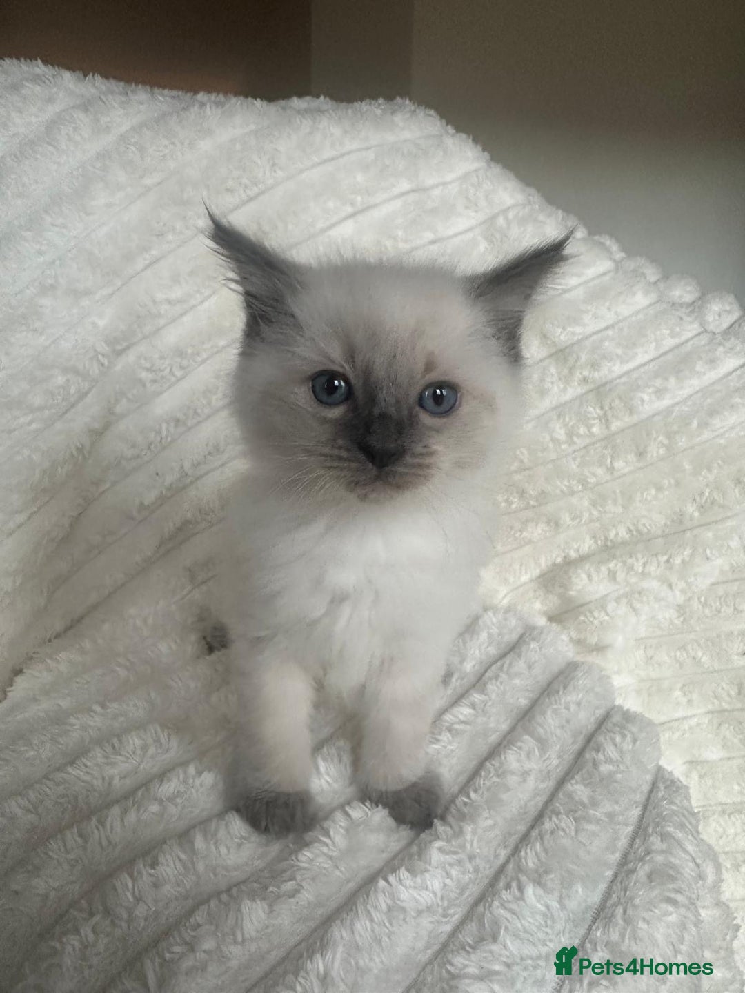 Ragdoll cats for sale: Ragdoll Bluepoint kittens - Image 10