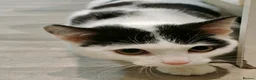 Mixed Breed cats for sale: 16-Week-Old Male Kitten looking for a forever home - Advert 5