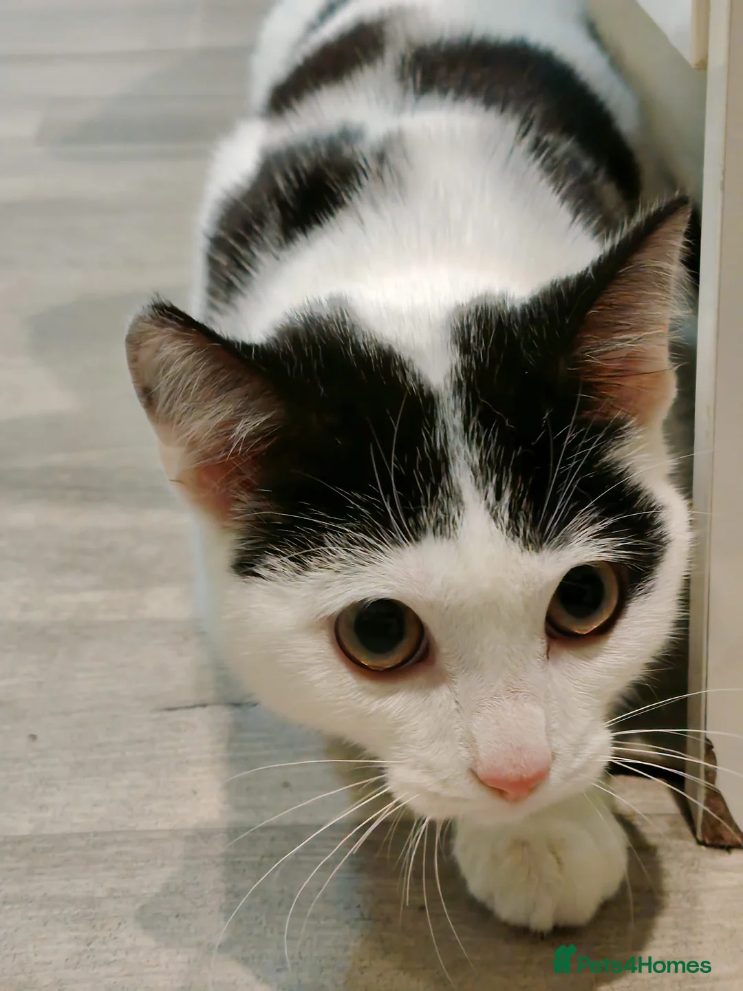 Mixed Breed cats for sale: 16-Week-Old Male Kitten looking for a forever home - Advert 5