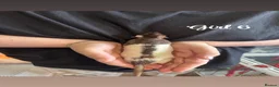Rat rodents for sale: Baby rats  in Trowbridge - Advert 29