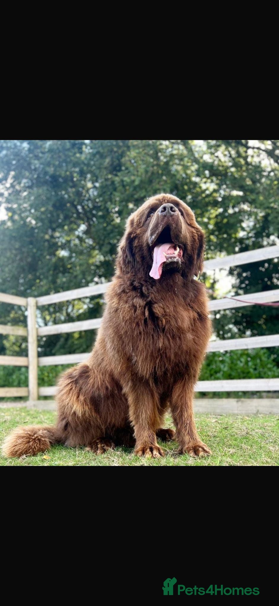 Newfoundland dogs  💙Do you have a heart big enough for this boy 💙 - Advert 1