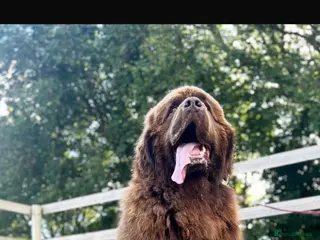 Newfoundland dogs 💙Do you have a heart big enough for this boy 💙 - Advert 22