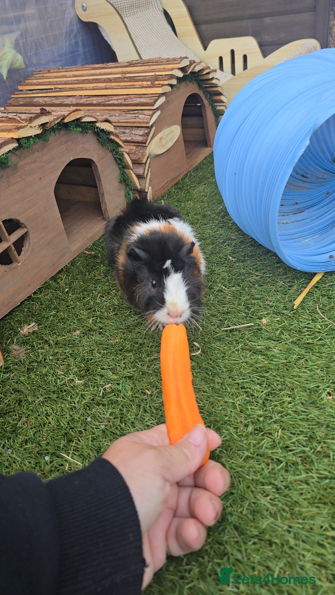 Guinea Pig rodents for sale: Male guinea pigs  - Advert 5