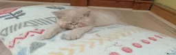 Exotic cats for sale: Exotic short hair persian in Widnes - Advert 2
