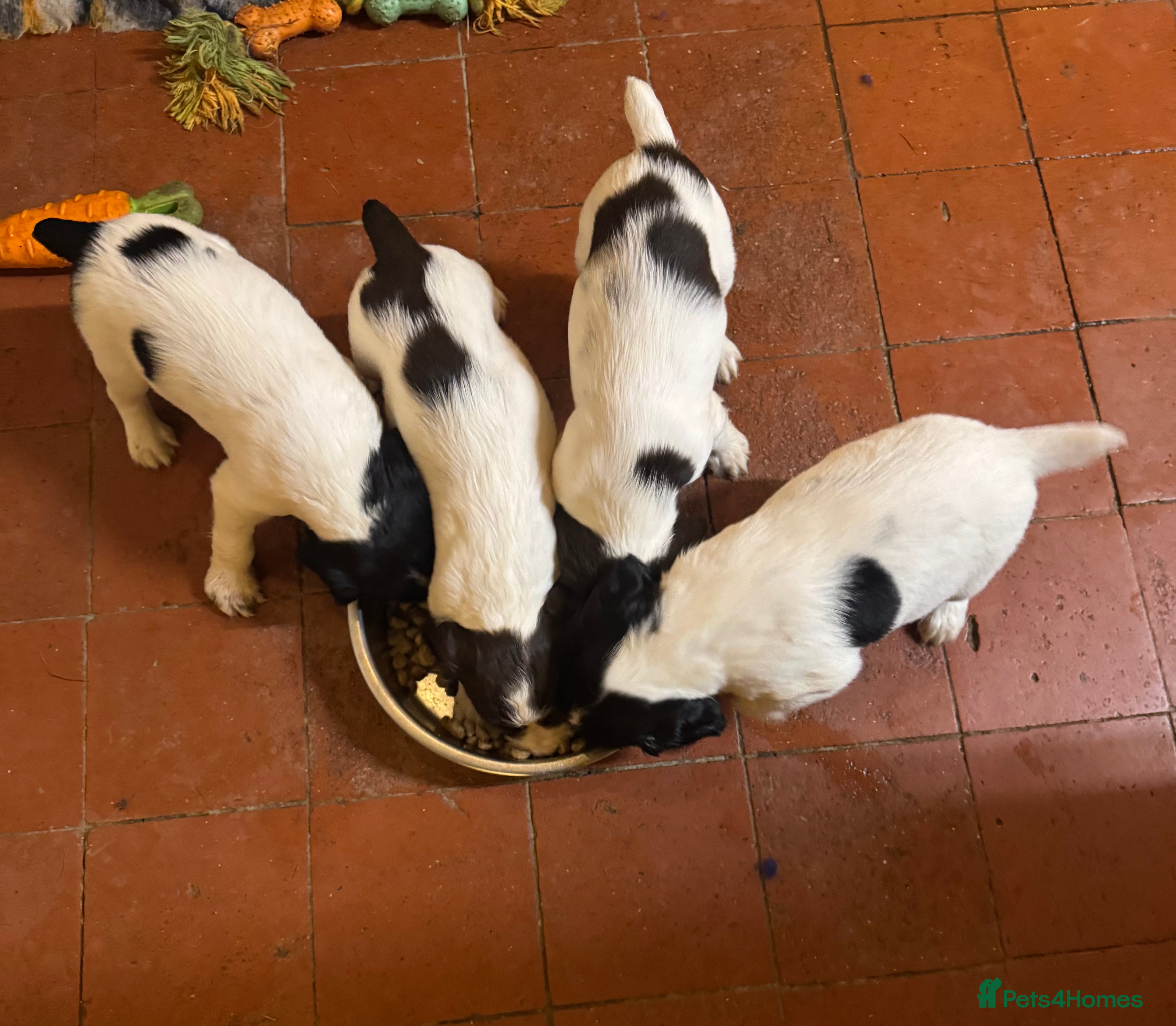 English Springer Spaniel dogs Quality B&W English Springer Spaniel Puppies - Advert 3
