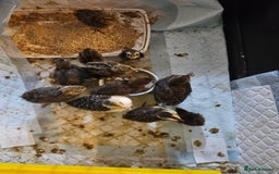 Quail poultry for sale: Quails  - Image 11