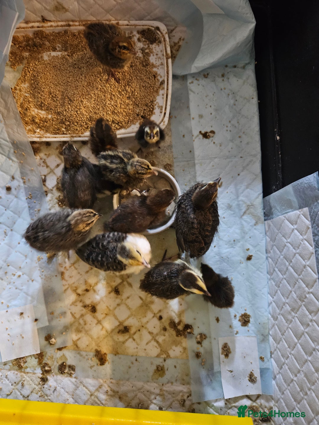 Quail poultry for sale: Quails  - Image 11