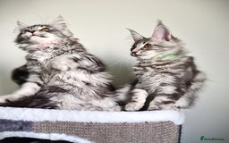Maine Coon cats for sale: STUNNING XL PEDIGREE MAINE COON KITTENS  - Image 14