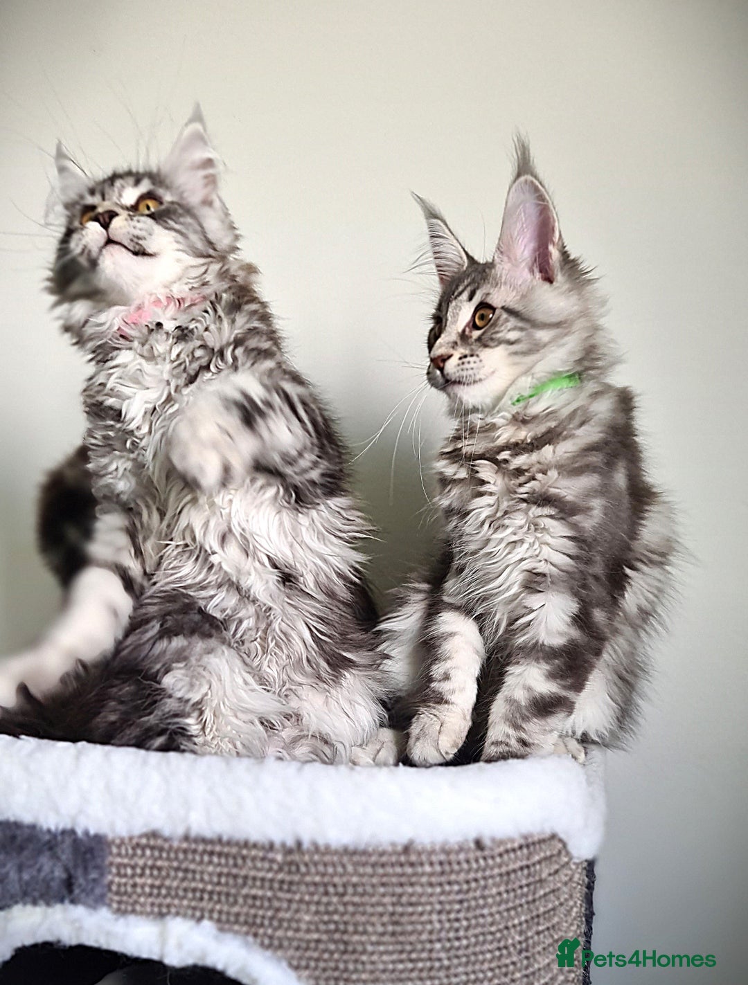 Maine Coon cats for sale: STUNNING XL PEDIGREE MAINE COON KITTENS  - Image 14