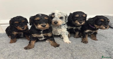 Cockapoo dogs - Advert 12