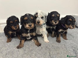 Cockapoo dogs - Advert 3