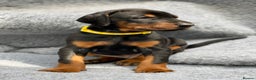 Dobermann dogs for sale: KC REGISTERED DOBERMAN ( 11 months old : Intact) - Advert 28