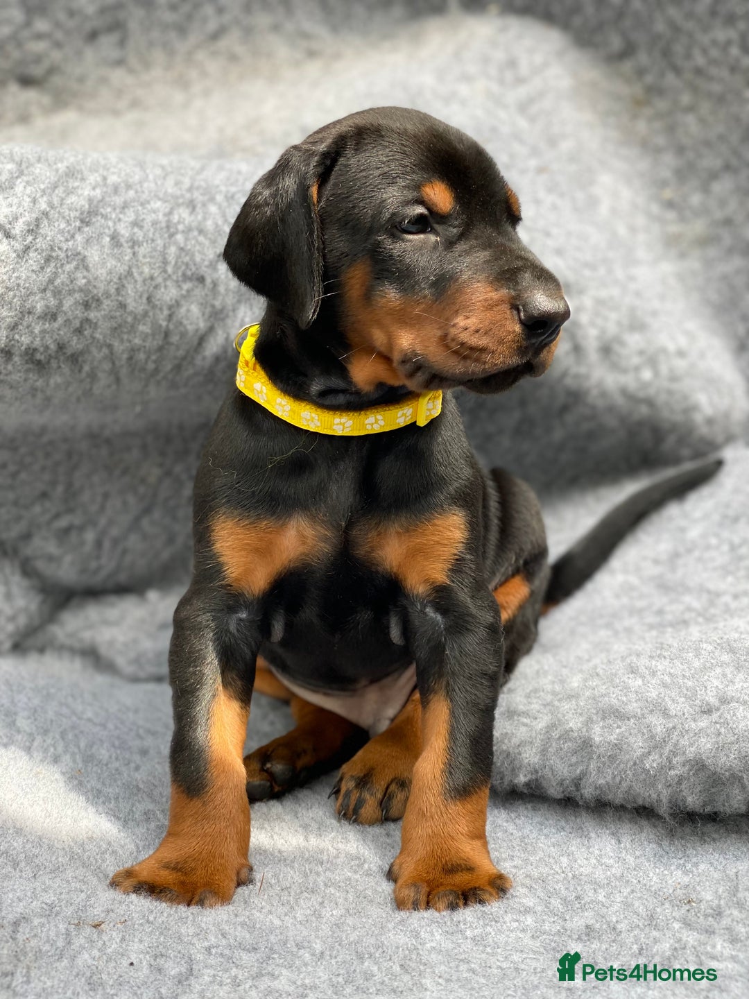 Dobermann dogs for sale: KC REGISTERED DOBERMAN ( 11 months old : Intact) - Advert 28