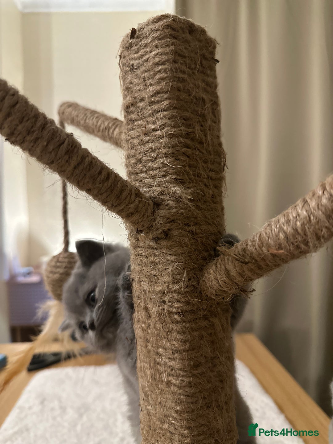 British Shorthair cats for sale: British Shorthair kittens Lilac/Blue 3 Girls 1 Boy - Image 21