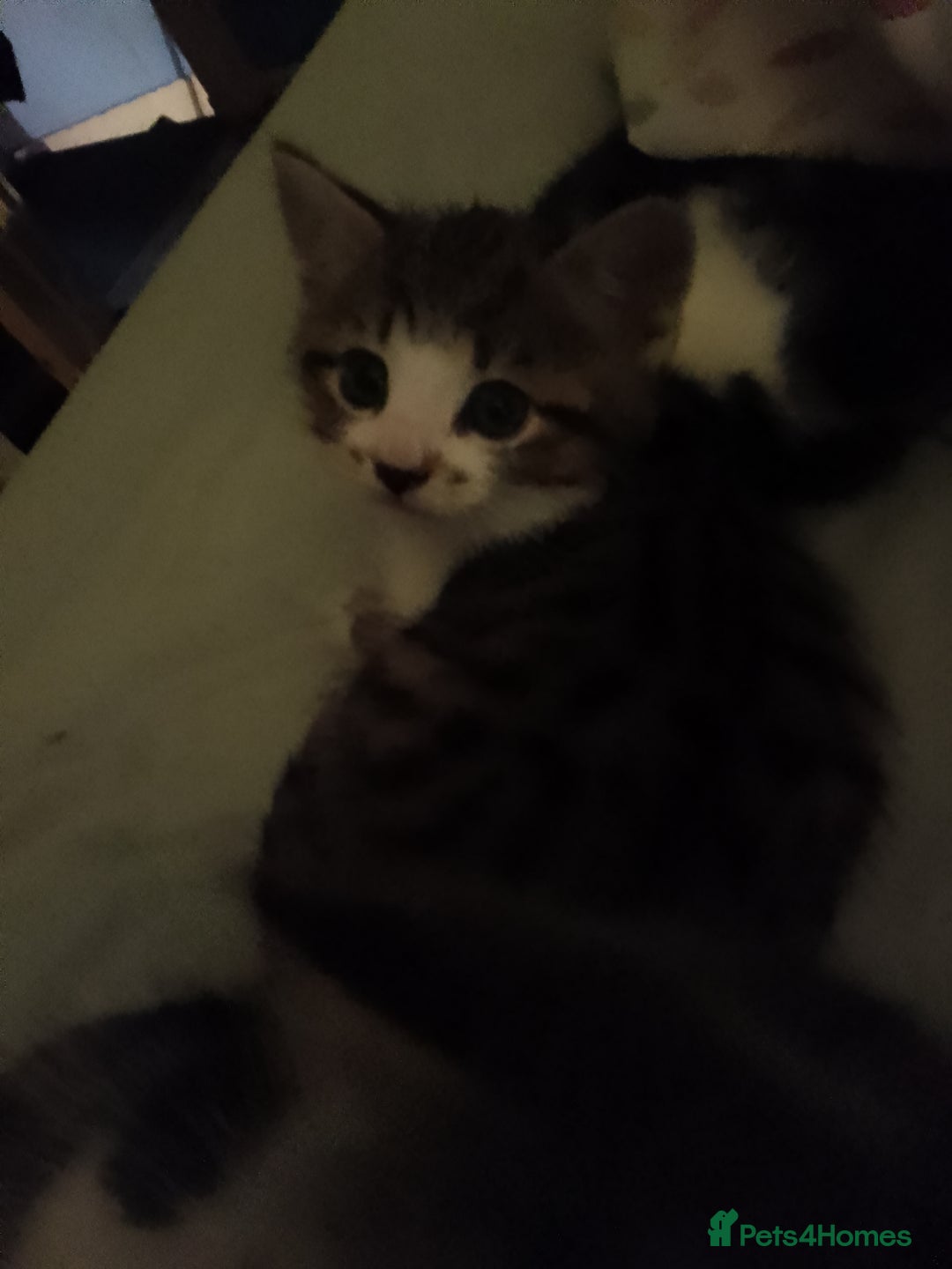 Mixed Breed cats for sale: Beautiful kittens  - Advert 27