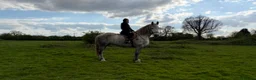 Percheron horses for sale: Percheron mare in Cannock - Advert 3
