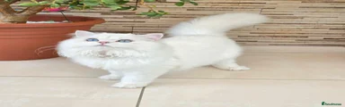 👑 Nigel – British Longhair CY 11 33 💙