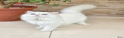 British Longhair cats for sale: Stunning British Longhair Kittens – Champion  - Advert 19