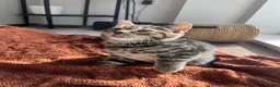 British Shorthair cats for sale: Tabby Kittens | 3 Available  in London - Advert 9