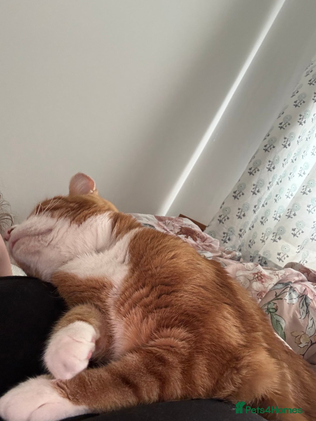 Mixed Breed cats for sale: Marla ginger cat  - Advert 15