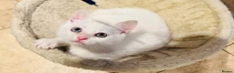 Mixed Breed cats for sale: 5 Beautiful Kittens Looking for Loving Homes - Advert 3