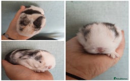 Mini Lop rabbits for sale: 2 beautiful mini lops to reserve  - Image 3