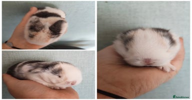 Mini Lop rabbits - Advert 4