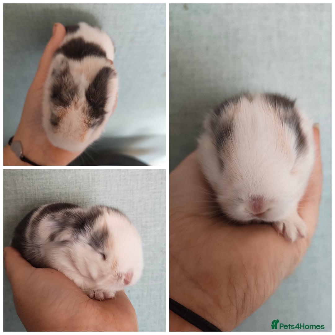 Mini Lop rabbits for sale: 2 beautiful mini lops to reserve  - Image 3