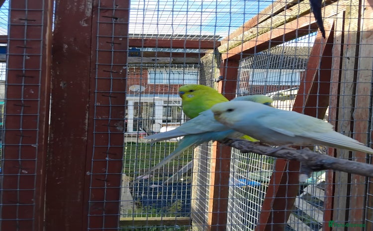Budgerigars birds - Advert 8