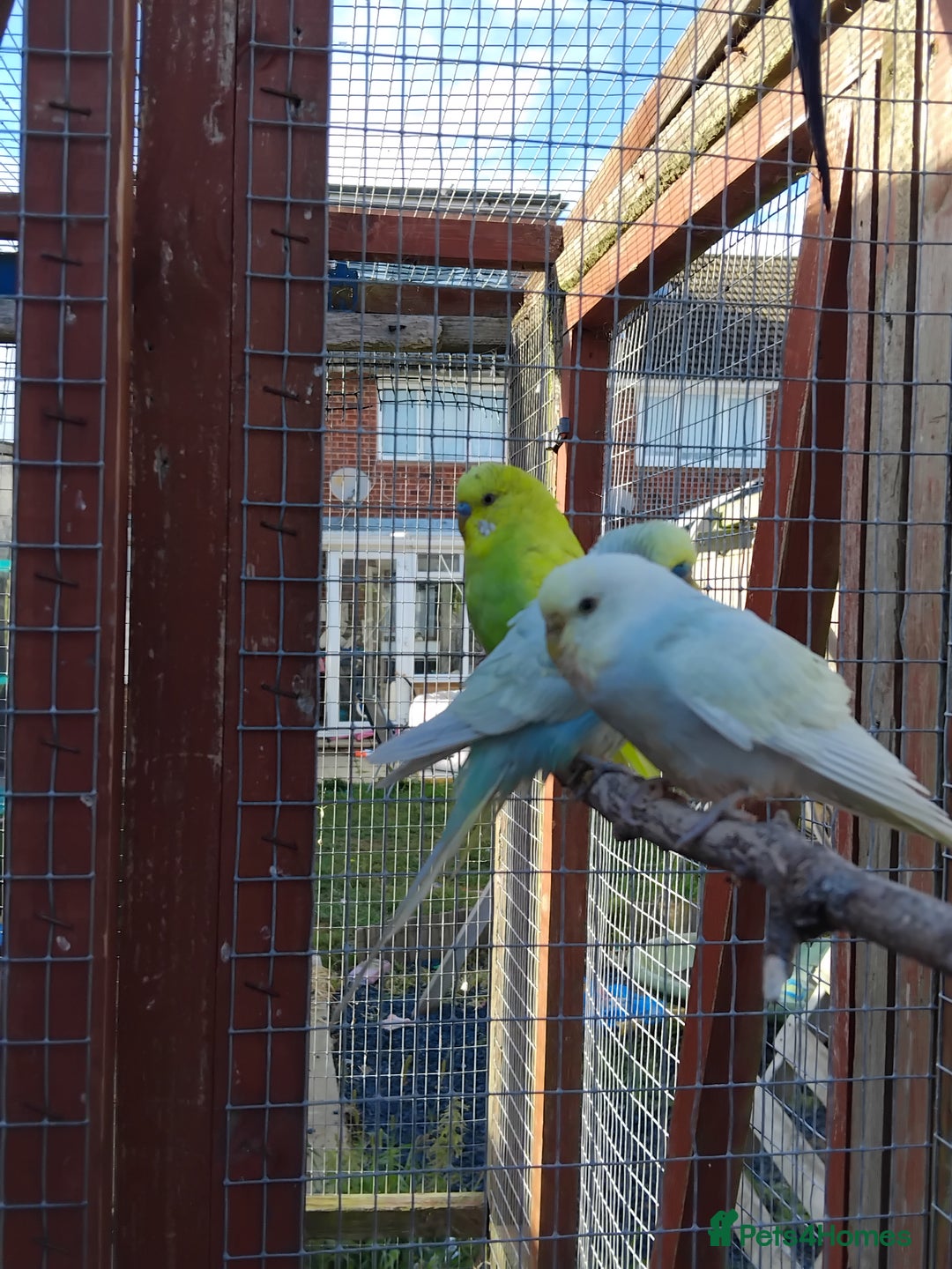 Budgerigars birds for sale: Baby budgies  - Image 1