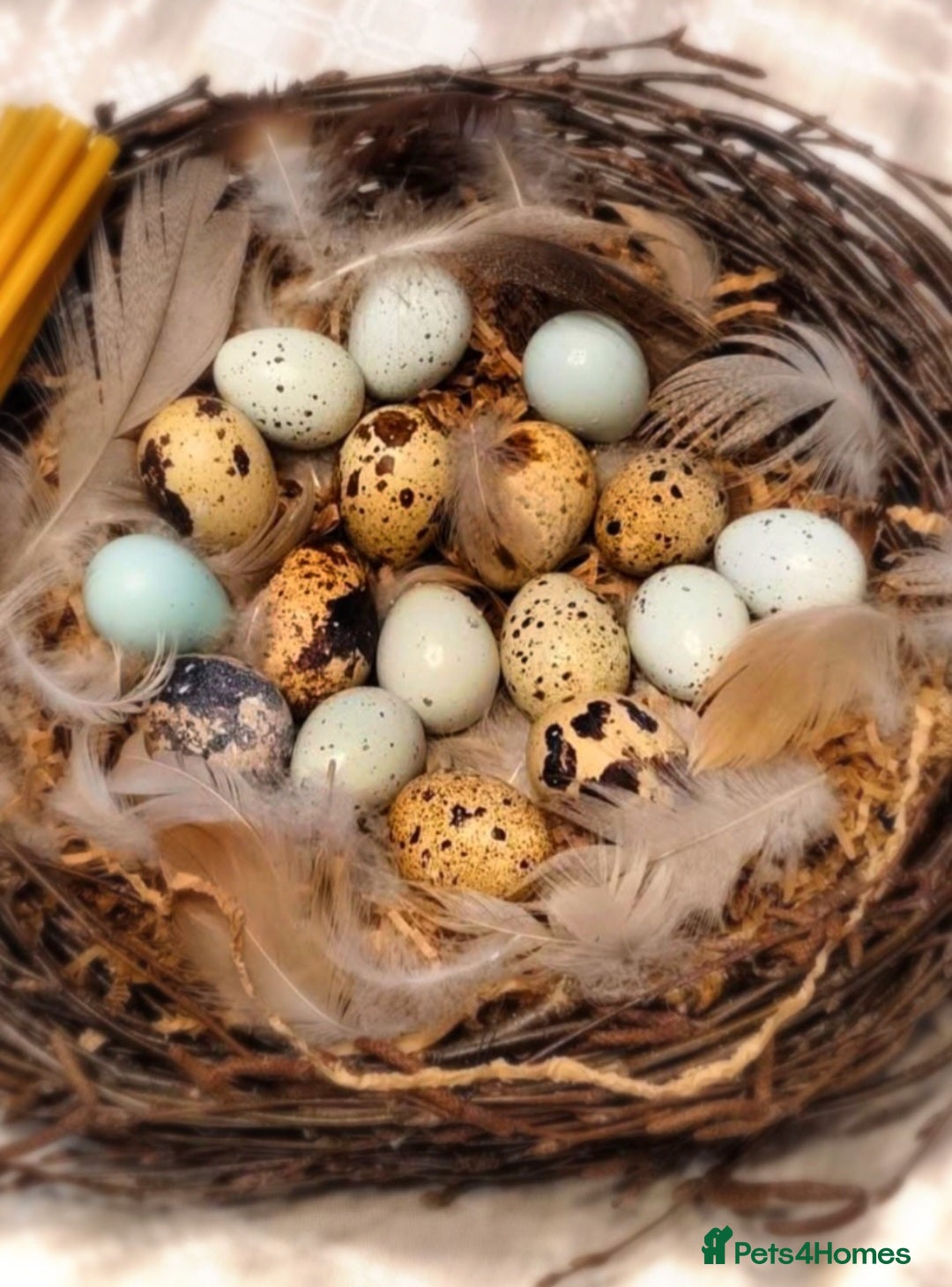 Quail poultry Very fresh fertilized quail eggs for sale - Advert 1