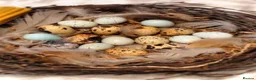 Quail poultry for sale: Very fresh fertilized quail eggs for sale - Advert 1