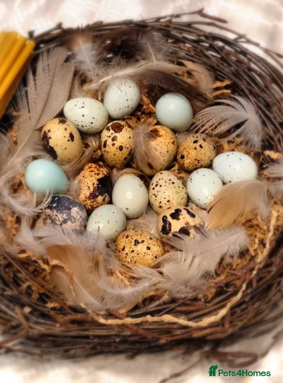 Quail poultry for sale: Very fresh fertilized quail eggs for sale - Advert 1