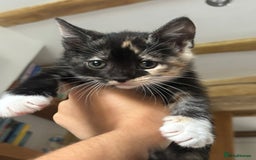 Maine Coon cats for sale: Maine Coon Mix Kittens - Image 3