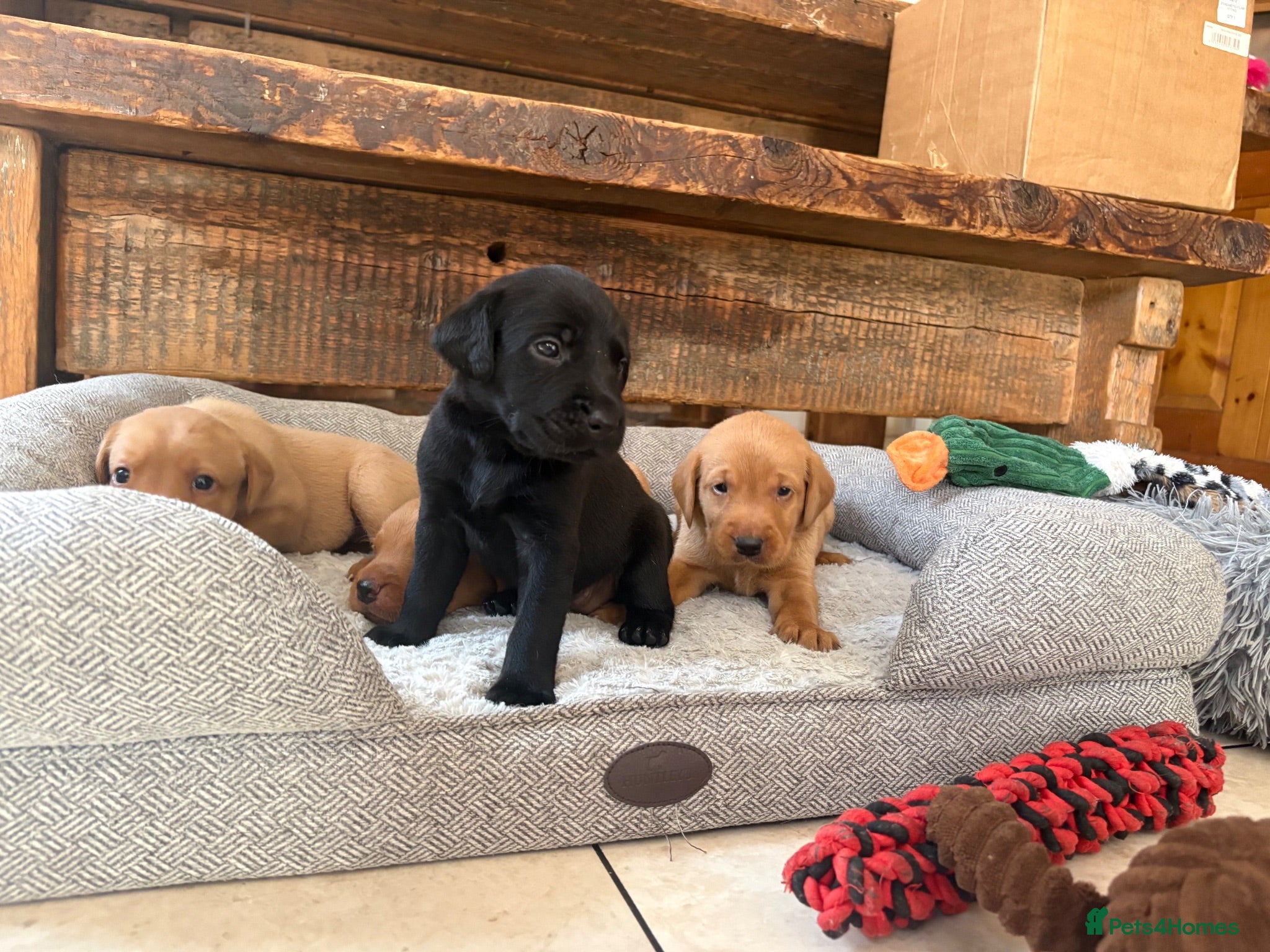 Labrador Retriever dogs Health Tested IGL Champion Bred Labrador Puppies  - Advert 2