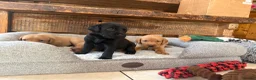 Labrador Retriever dogs for sale: Health Tested IGL Champion Bred Labrador Puppies  - Advert 17